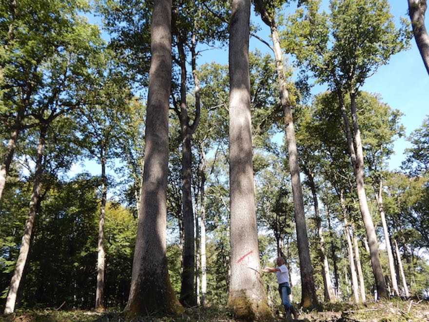 Bois de France Ch�ne Fran�ais Local Fabricant - Centre Bois Massif
